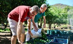 Bodrum’da 104 üreticiden 62,5 ton yeşil mandalin alındı