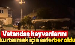 Seydikemer Kumluova'da taşkın! Vatandaş hayvanlarını kurtarmak için seferber oldu