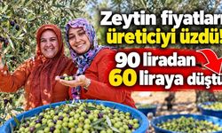 Seydikemer'de zeytin bereketi, fiyat hayal kırıklığı! 90 liradan 60 liraya düştü