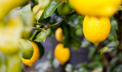 Limon ihracatı 500 milyon Dolara koşuyor
