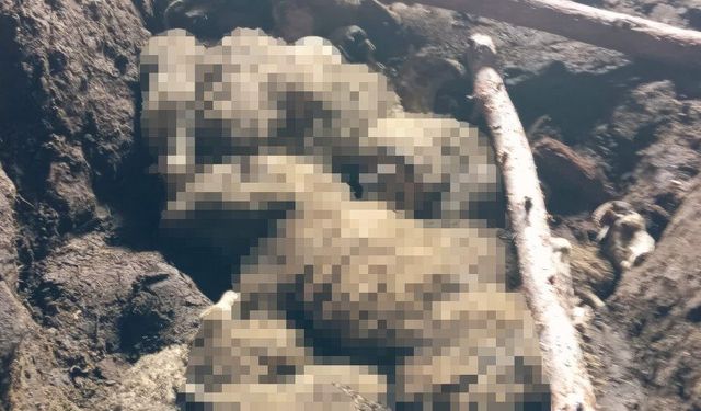 Kadın ağır yaralı kurtarıldı, hayvanlar enkaz altında kaldı