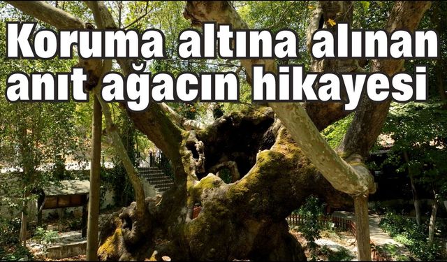 Bakan Kurum, koruma altına alınan anıt ağacın hikayesini paylaştı