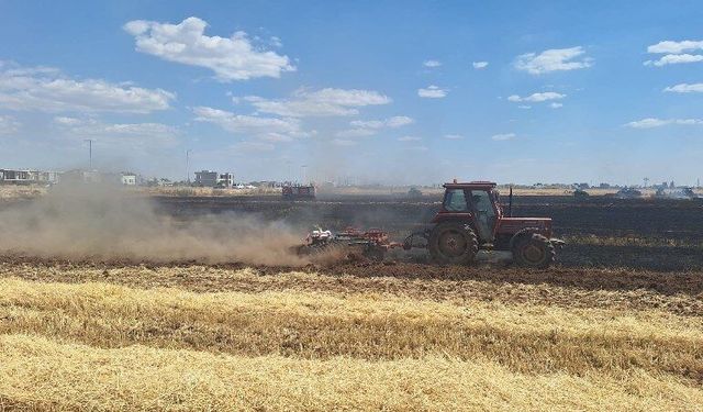 80 dönüm buğday ekili alan küle döndü
