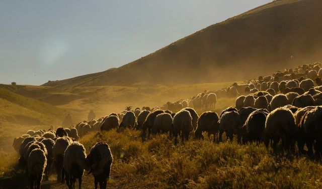 Sürülerin tozlu yayla yolculuğu eşsiz manzaralar oluşturdu