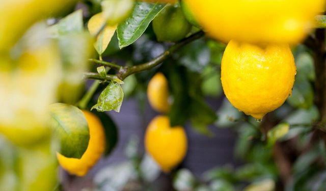 Limon ihracatı 500 milyon Dolara koşuyor