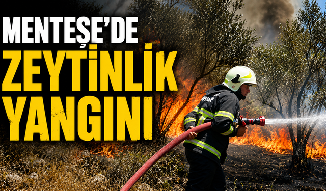 Menteşe'de zeytinlik yangını