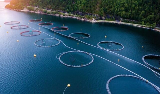 Su ürünleri için ulusal eylem planı yayımlandı