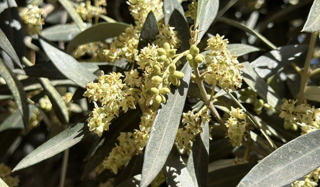 Zeytin üreticilerine El Nino uyarısı