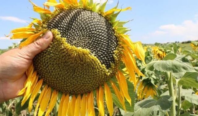 Ticaret Bakanlığı'ndan ayçiçeği yağı için kritik ithalat kararı