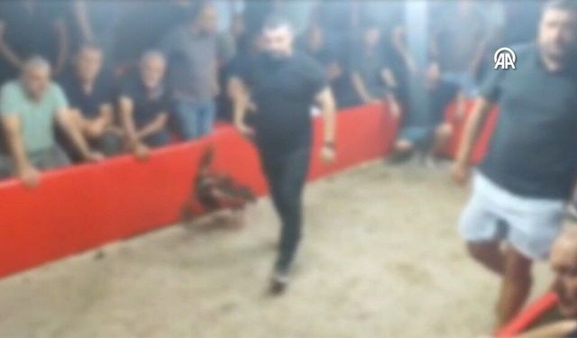Horoz dövüştüren 110 kişiye 1 milyon 276 bin 440 lira ceza
