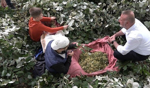Kilosu ormanda 3 bin lirayı buluyor... Ihlamur ormanlarında ölümüne cesaret