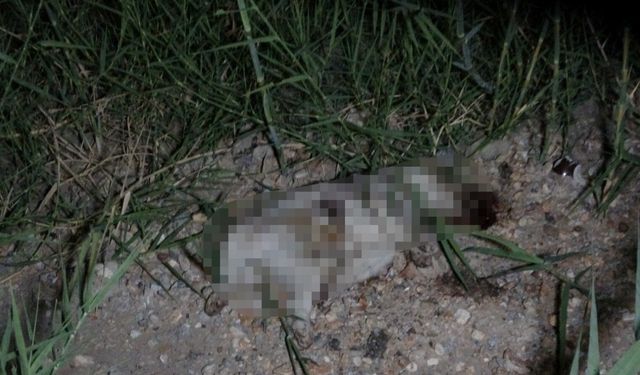 Yavru köpeğin ölümüne neden olduğu iddia edilen Alman sınır dışı ediliyor