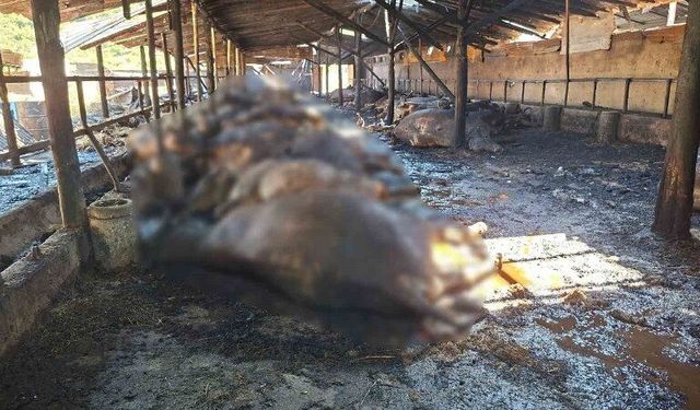 Ahır yangınında 53 büyükbaş hayvan telef oldu