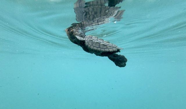 1600 yuvadan 40 bin caretta caretta denizle buluştu