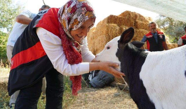 Muğla'da buzağı ölümlerini azaltmak için ekipler 24 saat sahada
