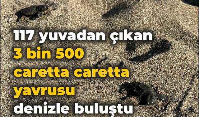 117 yuvadan çıkan 3 bin 500 caretta caretta yavrusu denizle buluştu