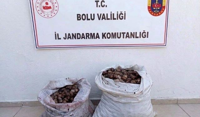 Kaçak salyangoz operasyonu: 2 şahıs jandarmaya yakalandı