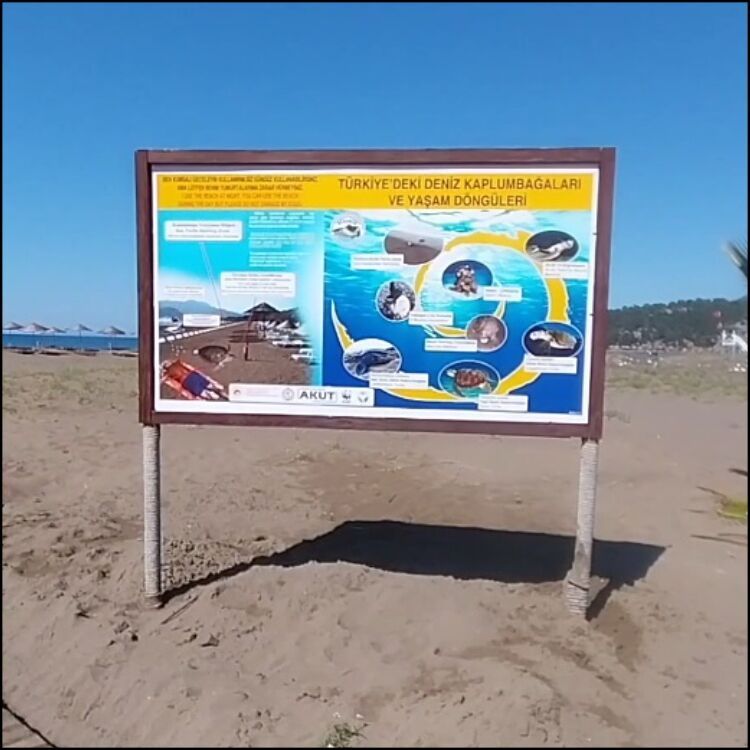 Muğla'da caretta carettaların yuvalama dönemi sürüyor