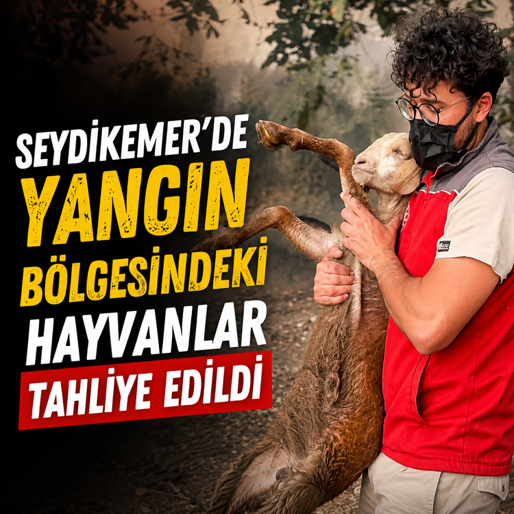 Seydikemer’de Yangın Bölgesindeki Hayvanlar Tahliye Edildi