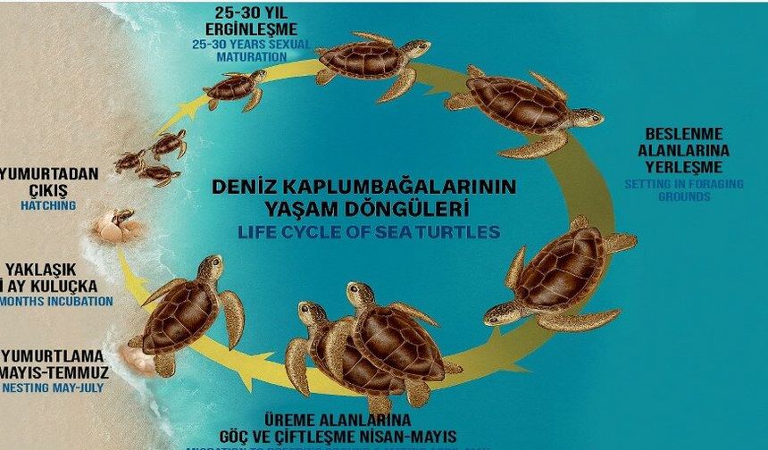 Fethiye'de caretta caretta yuvalama alanları nerede? Çalış, Yanıklar ve Akgöl için koruma notları