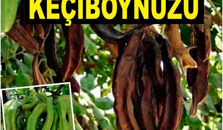ŞİFA KAYNAĞI: Faydalarını biliyor musunuz?