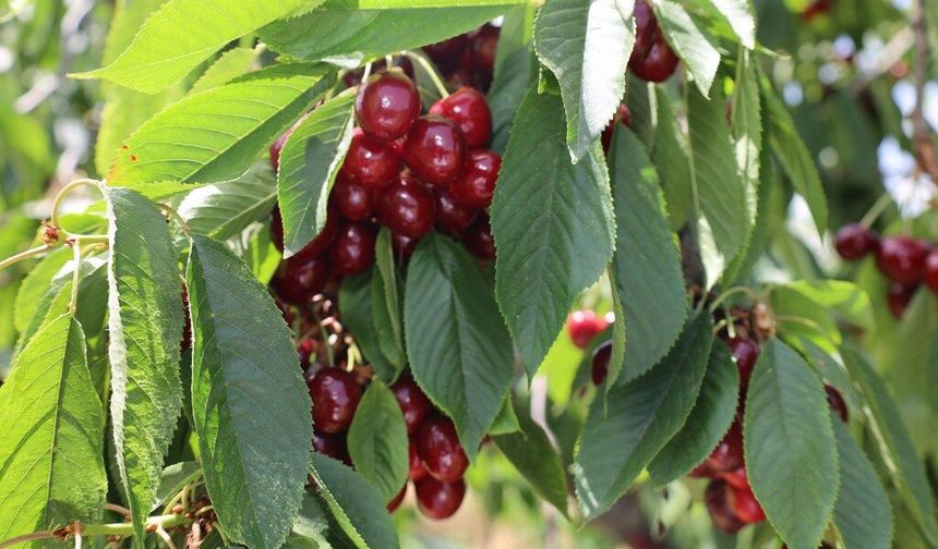 Türk kirazı Çin biletini almak üzere