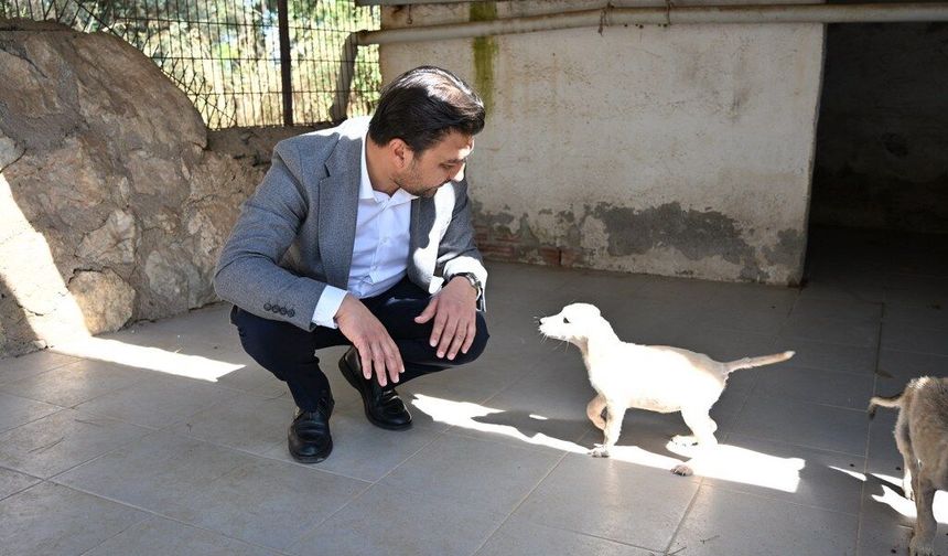 AK Parti Bodrum’dan Torba Hayvan Barınağı’na anlamlı ziyaret
