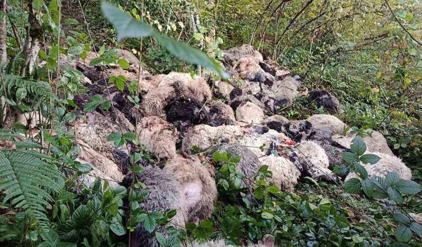Trabzon’da 184 koyun uçurumdan yuvarlanarak telef oldu