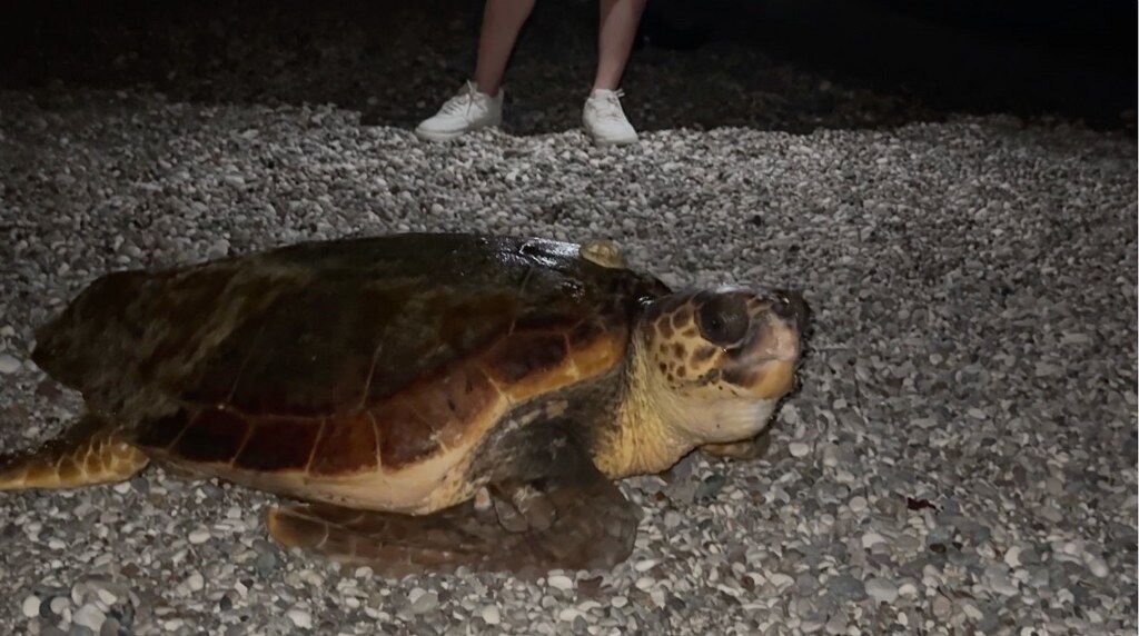 Caretta 33 1024X572