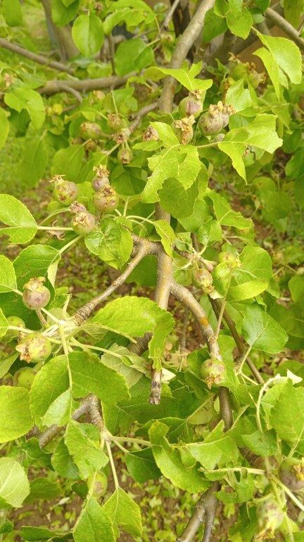 Yayla Dolu (4) 432X768