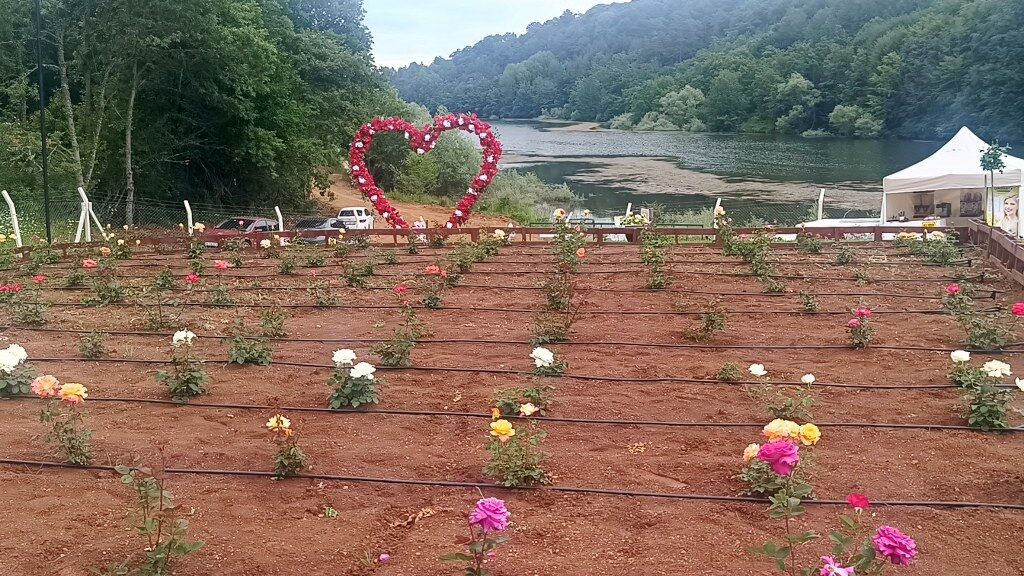 Gül (2) 1024X576