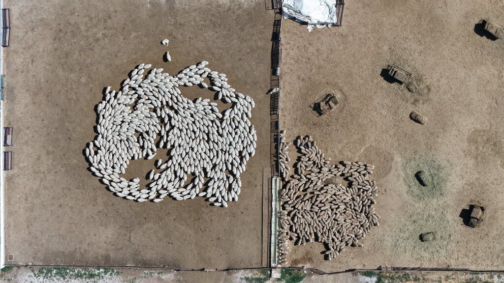 Küçükbaş Proje Tarım (3) 1024X576