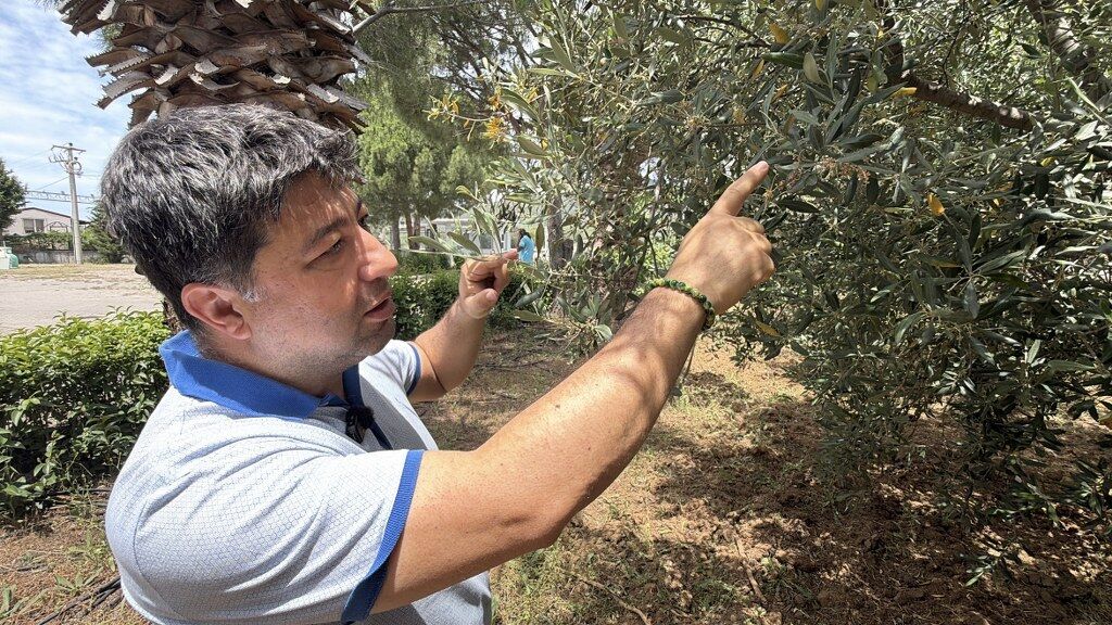 Zeytin El Nino (1) 1024X576
