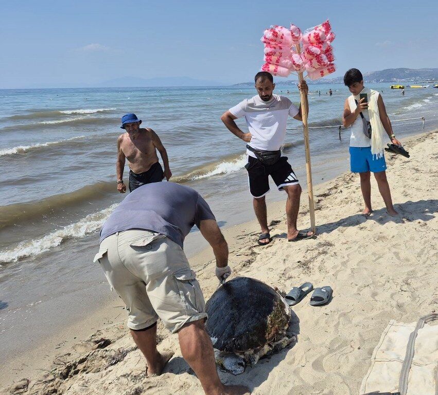 Izmir Ve Aydinda 3 Caretta Caretta Sahilde Olu Bulundu (3) 851X768