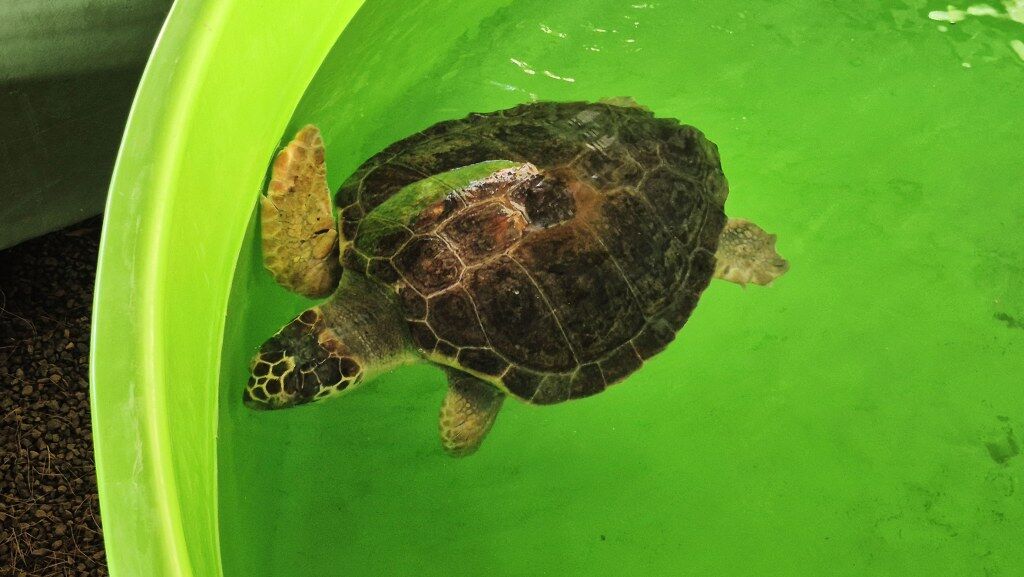 Iztuzu Kumsalinda Caretta Carettalarin Yuvalama Donemi Tamamlandi (3) 1024X577