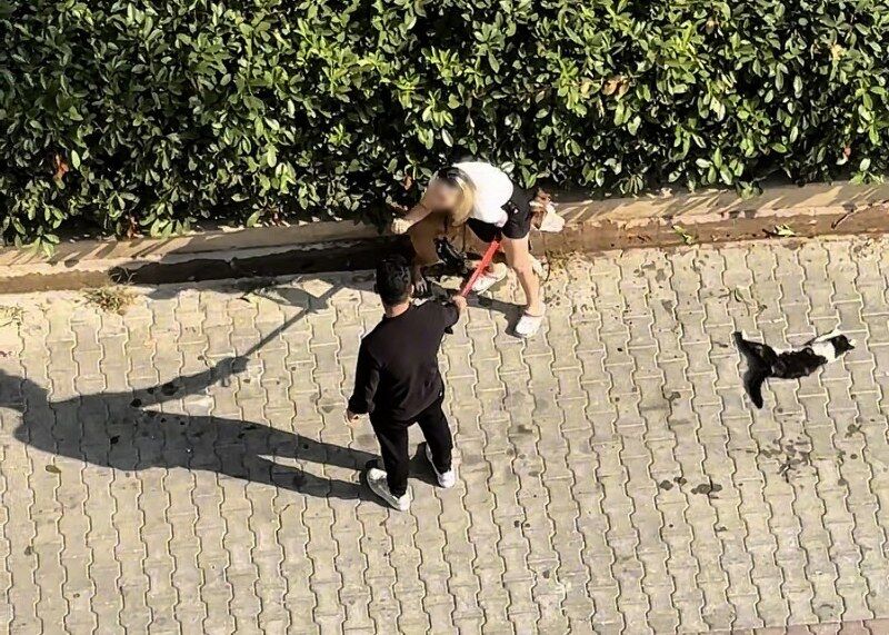 Kedi 800X571