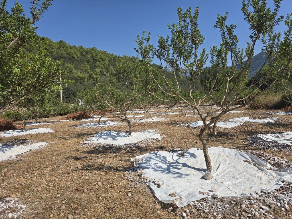 Sakız (1) 1024X768