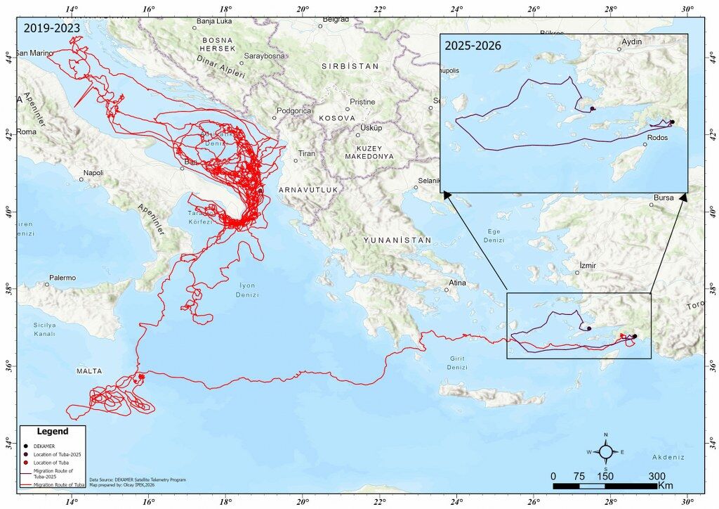 Uydu Cihaziyla Izlenen Caretta Caretta Tuba Bodrum Aciklarinda Yasamini Surduruyor (1) 1024X724