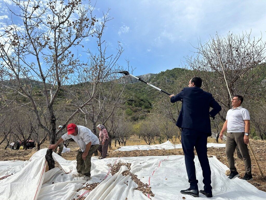 Datça Badem Hasat (2) 1024X768