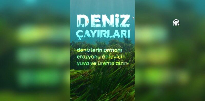 Deniz Çayırı 800X395