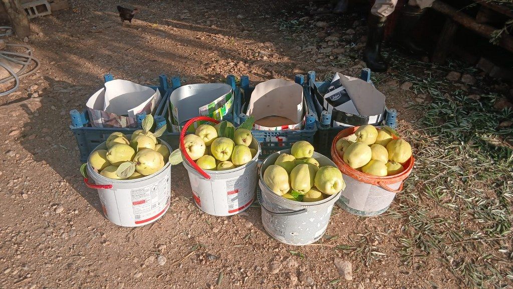 Ayva Hasat (7) 1024X576