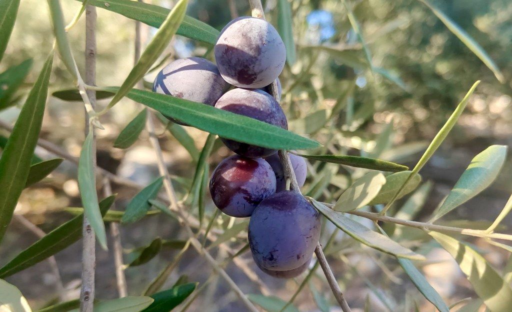 Zeytin Hasadı (4) 1024X624