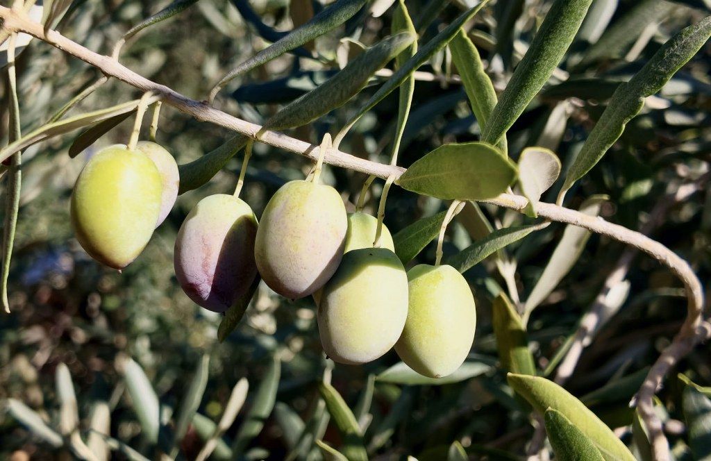 Zeytin Hasadı (5) 1024X664