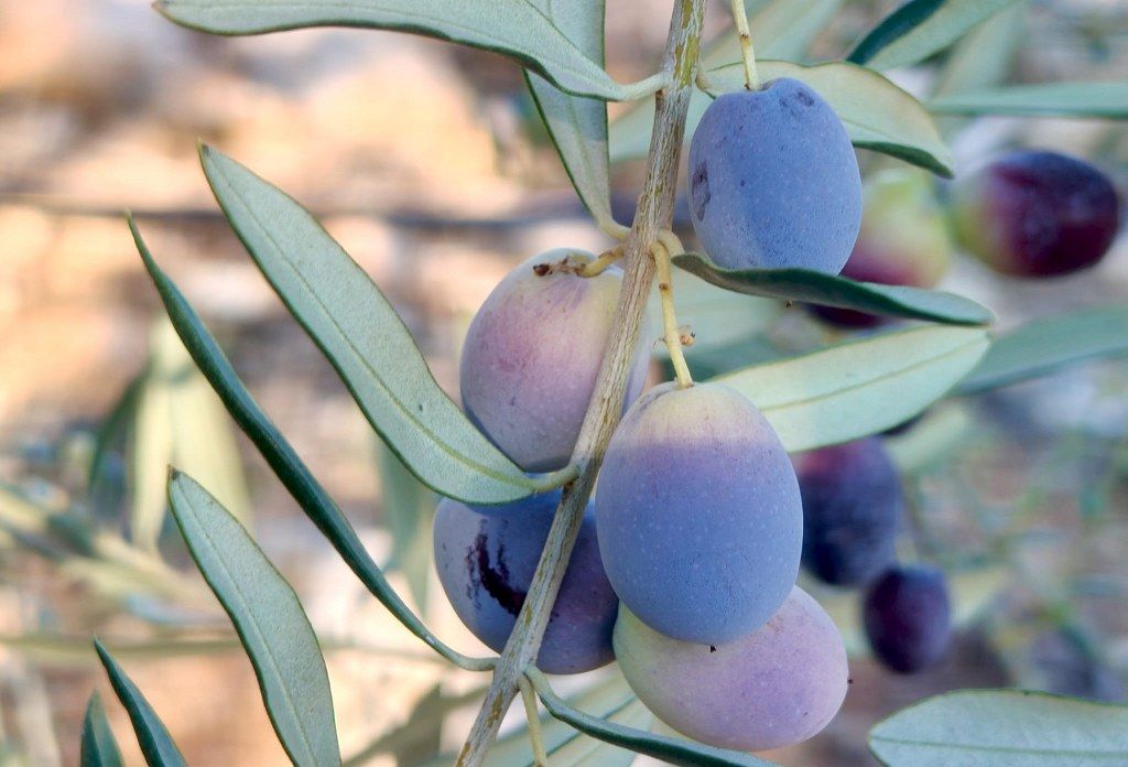 Zeytin Hasadı (6) 1024X696