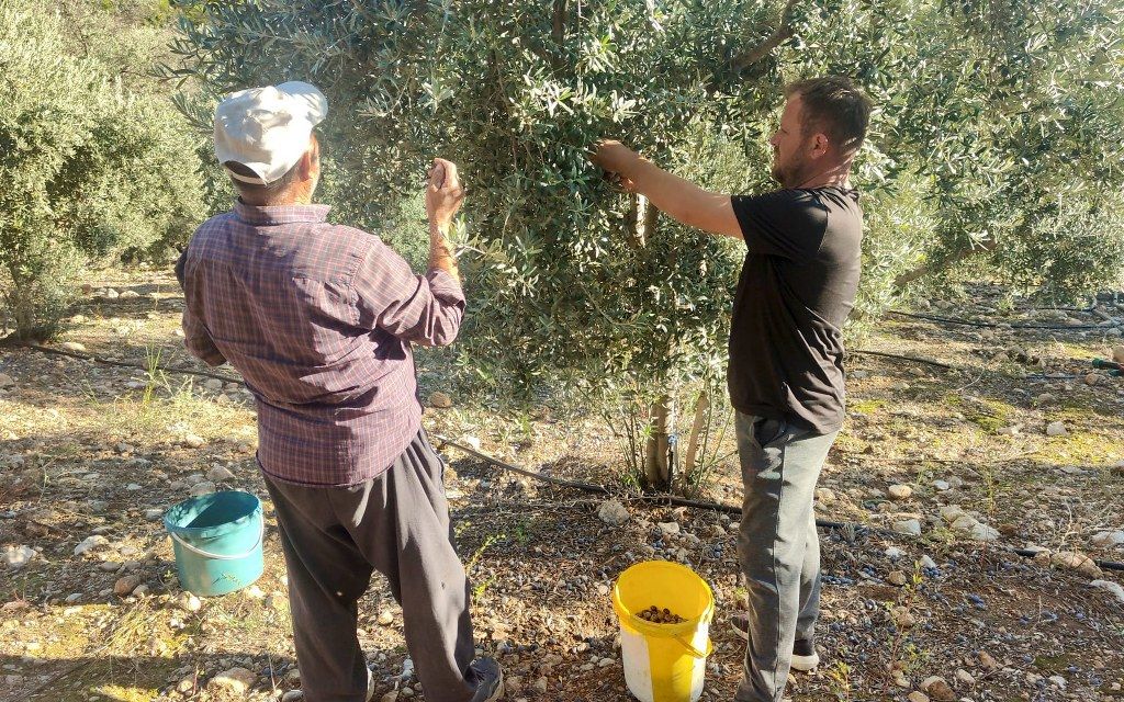 Zeytin Hasadı (9) 1024X640